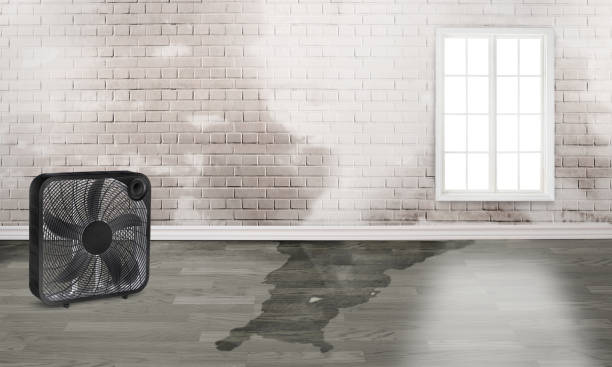 Best Water damage cleanup near me  in Peoria, IL
